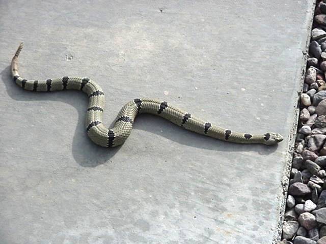 Adult Klauberi.jpg [43 Kb]